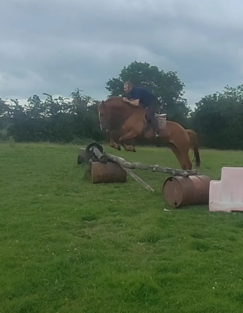 Ideal Hunt horse 9 yr old - Image 1