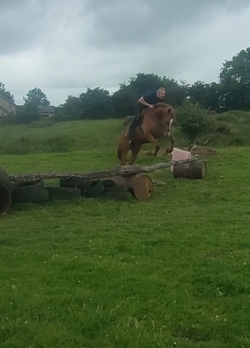 Ideal Hunt horse 9 yr old - Image 2