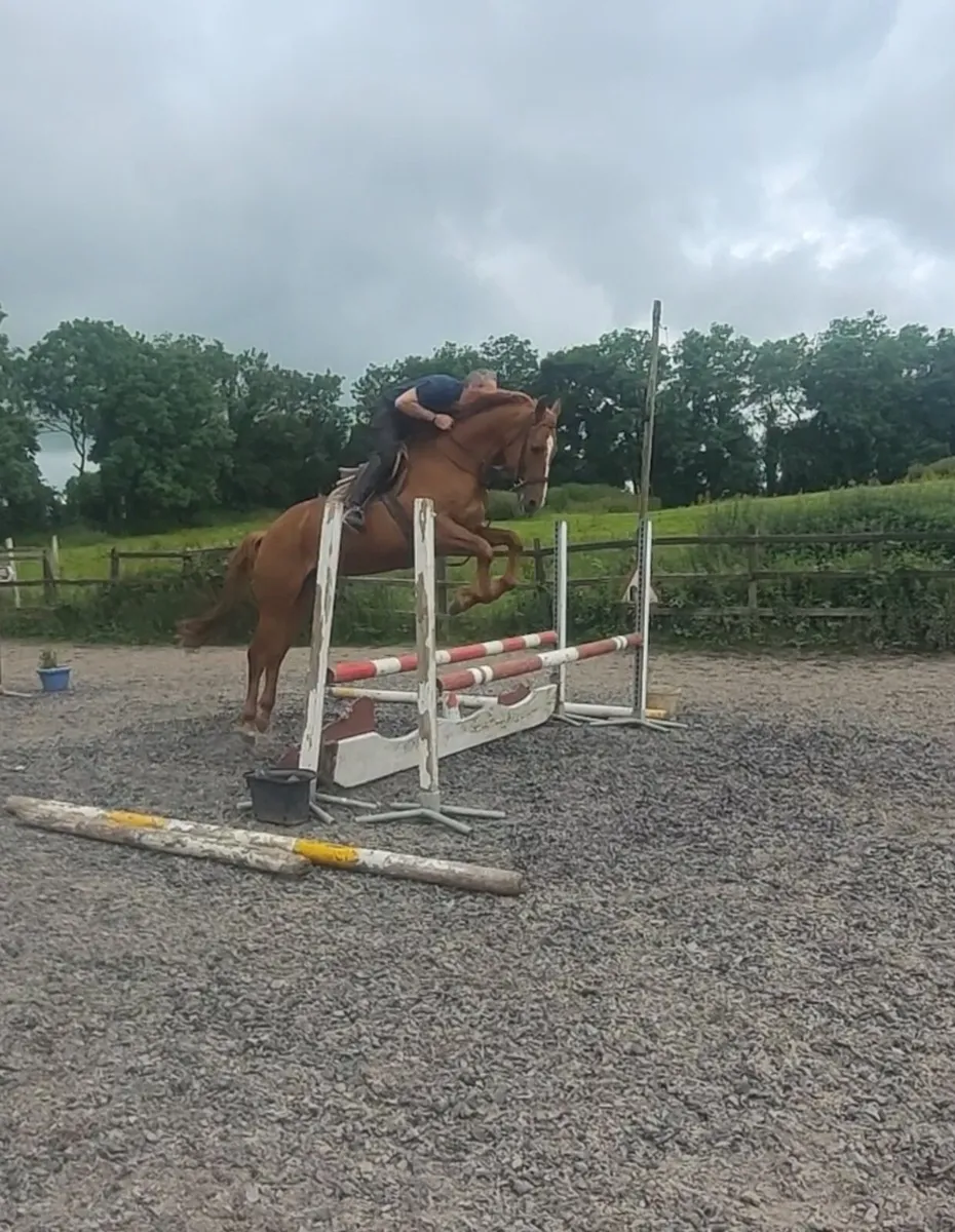 Ideal Hunt horse 9 yr old - Image 3