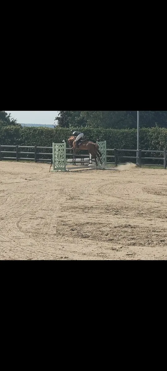 Ideal Hunt horse 9 yr old - Image 4