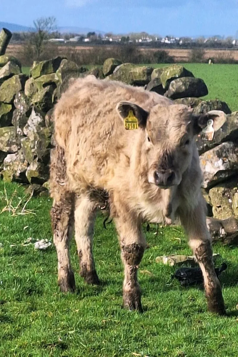 2 Runner Bulls - Image 1