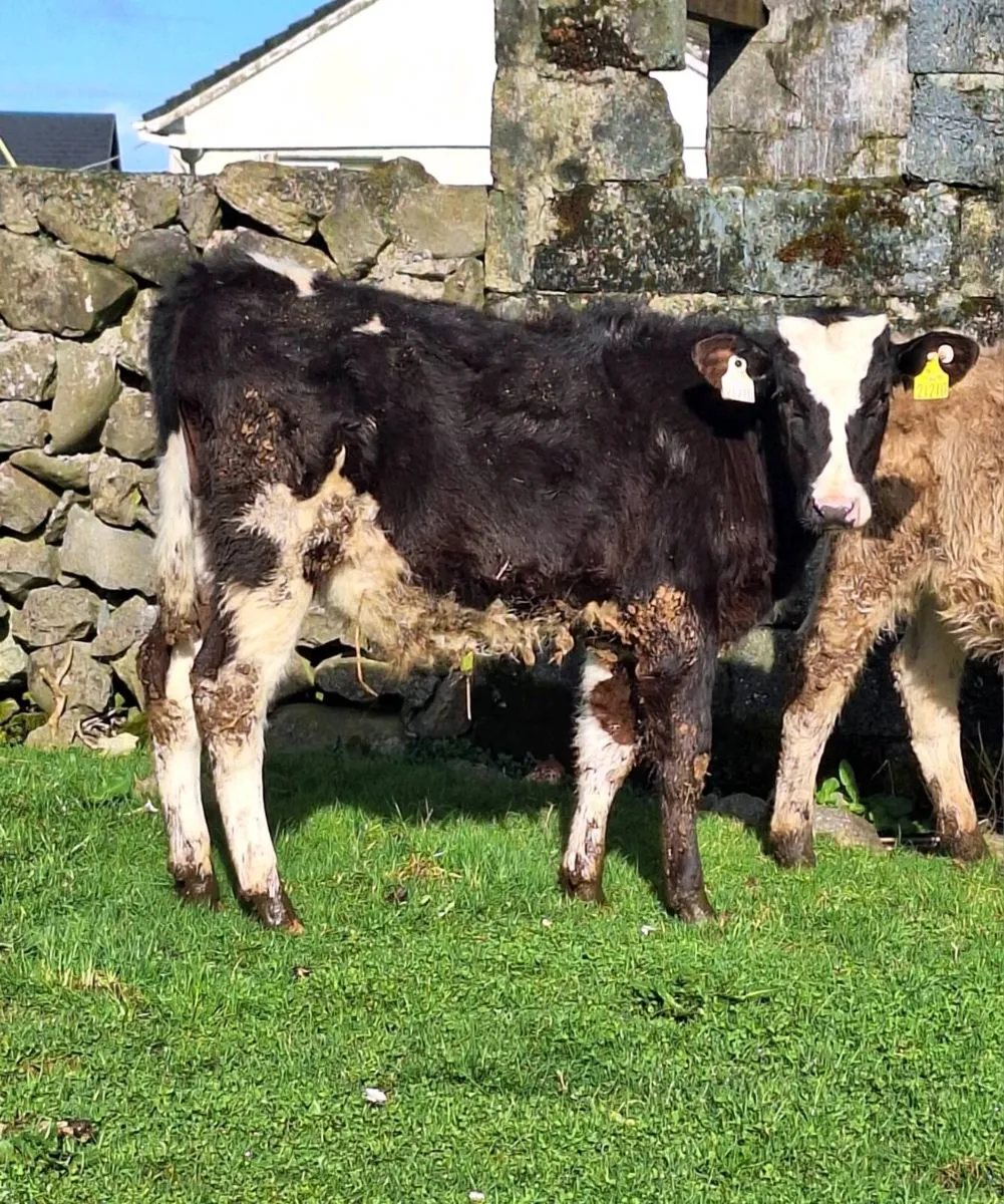 2 Runner Bulls - Image 2