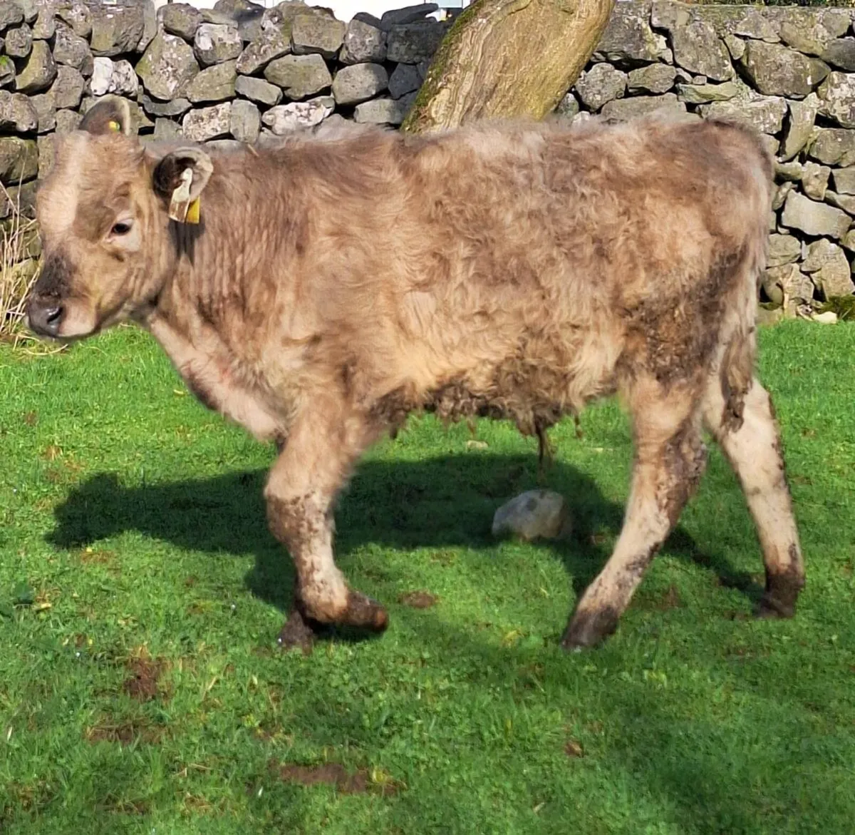 2 Runner Bulls - Image 3