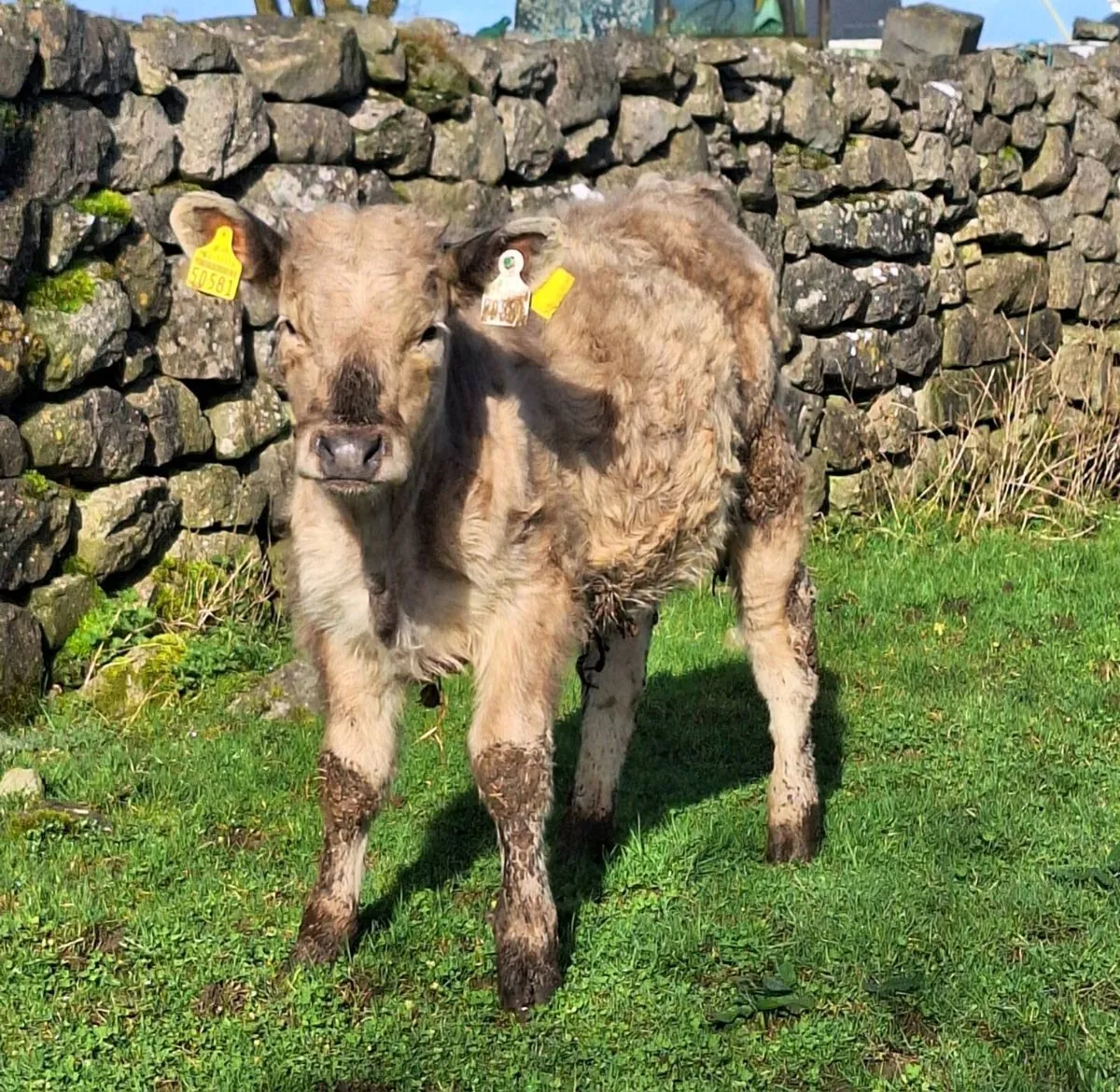 2 Runner Bulls - Image 4