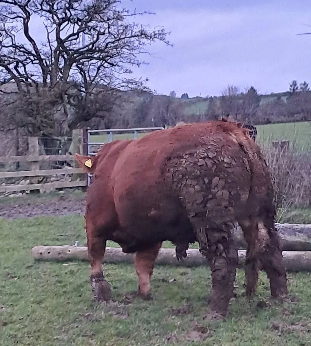 Pedigree LM Bull - 22 months - 4* - Image 1