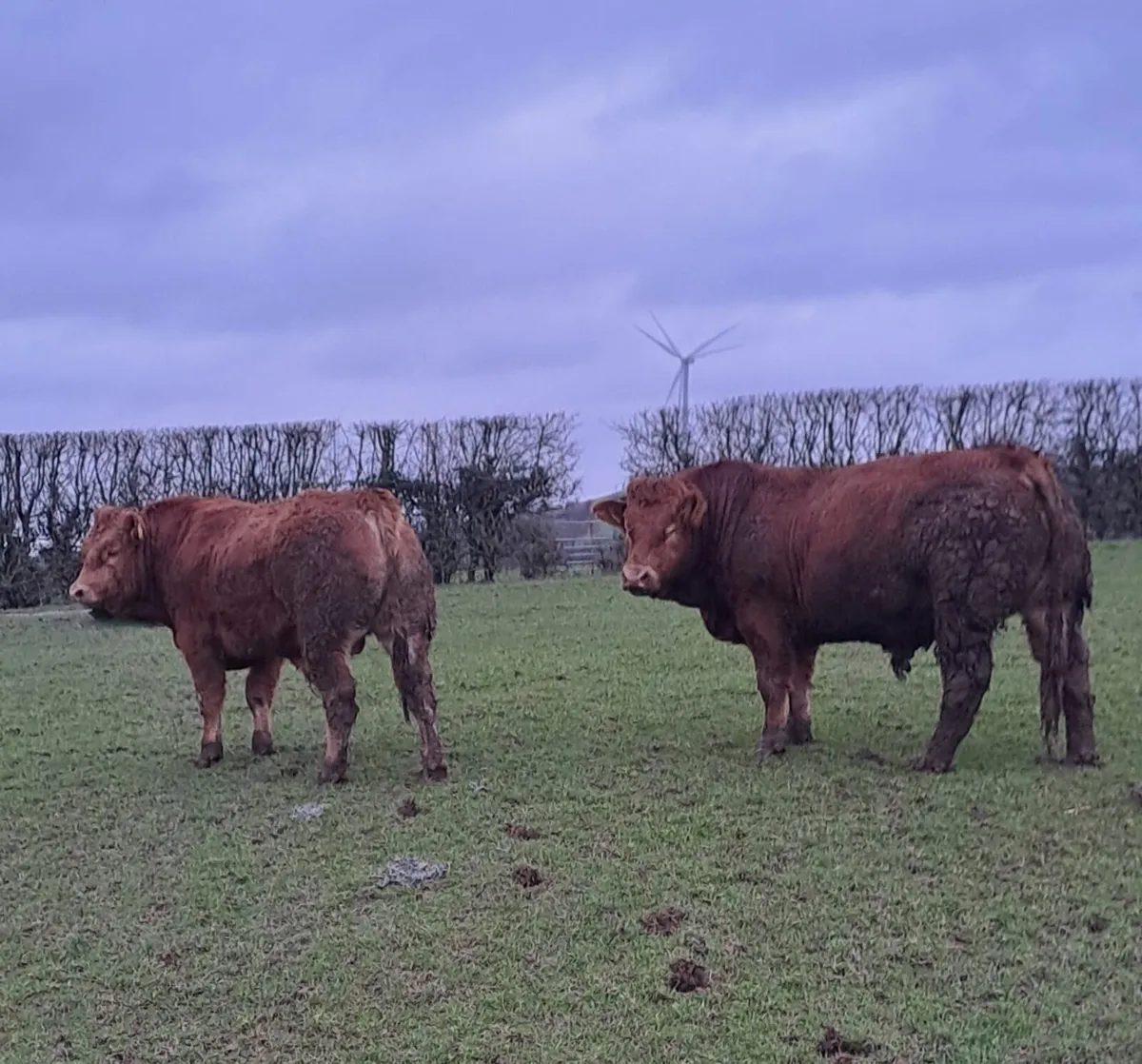 Pedigree LM Bull - 22 months - 4* - Image 2