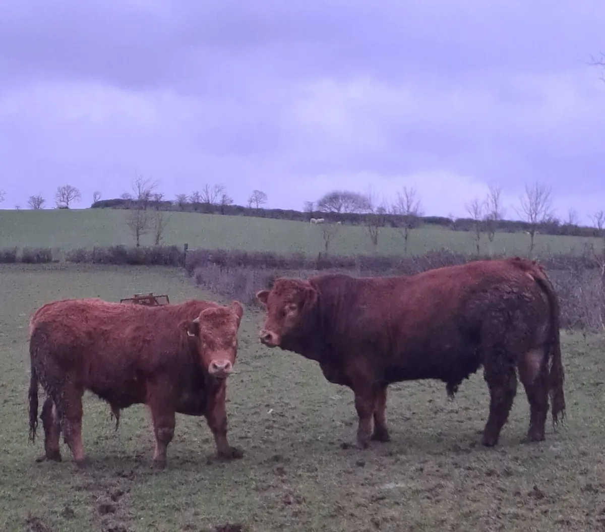 Pedigree LM Bull - 22 months - 4* - Image 3