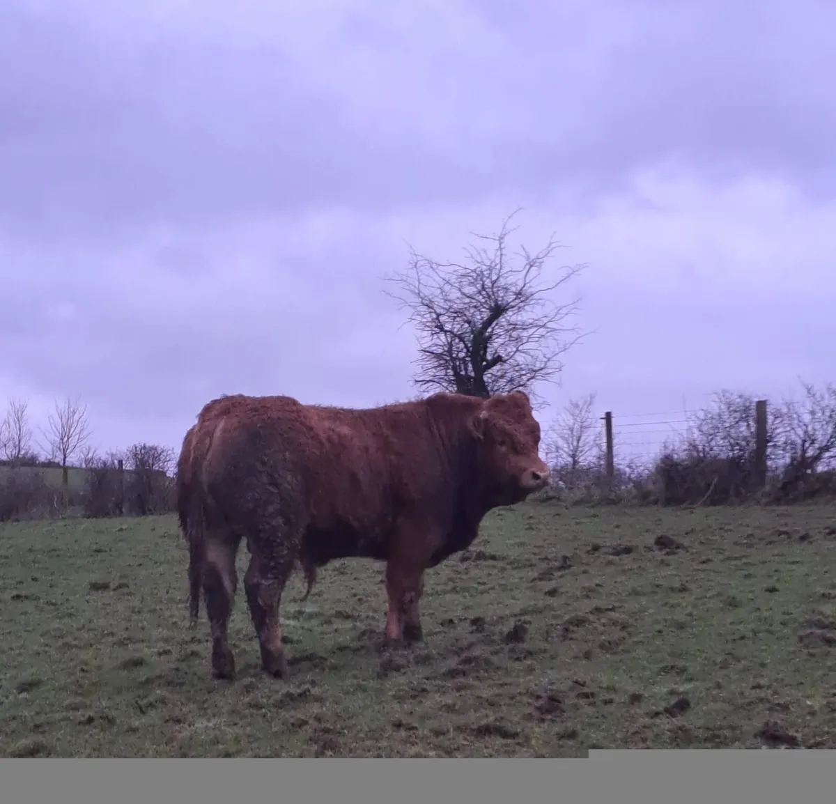 Pedigree LM Bull - 22 months - 4* - Image 4