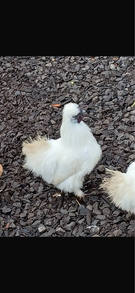 Silky Roosters - Image 1