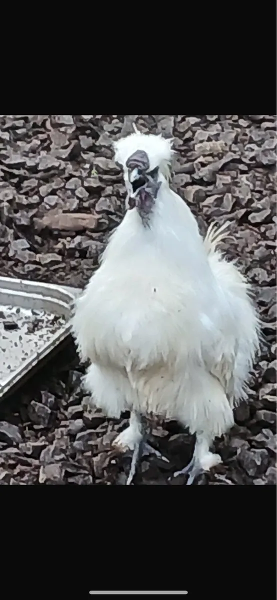 Silky Roosters - Image 2