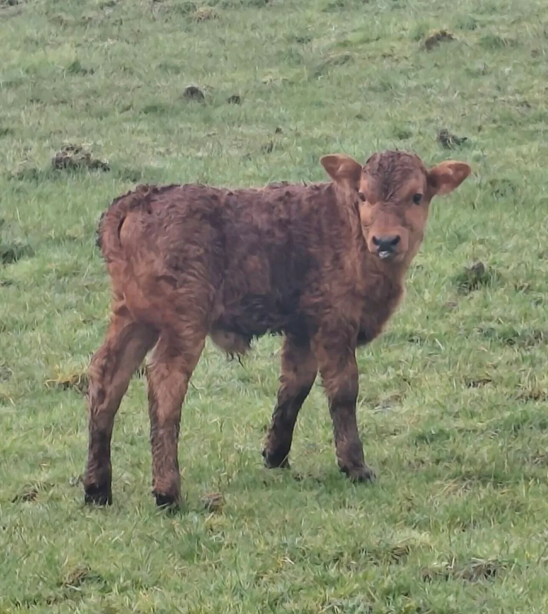 Foster Bull Calf - Suckler Bred - Image 3