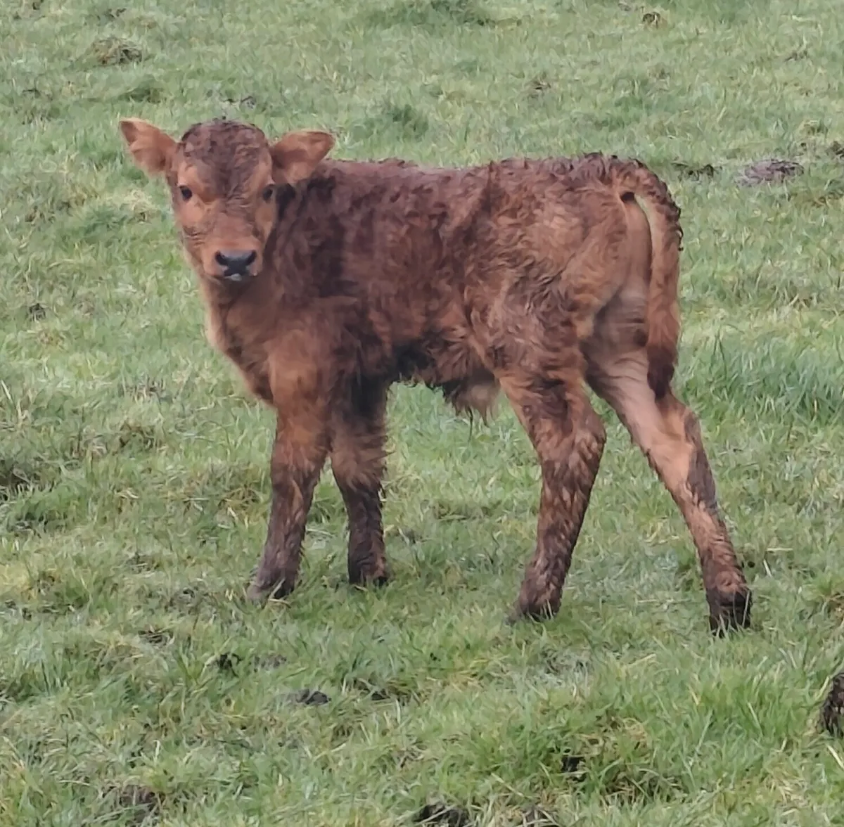 Foster Bull Calf - Suckler Bred - Image 4