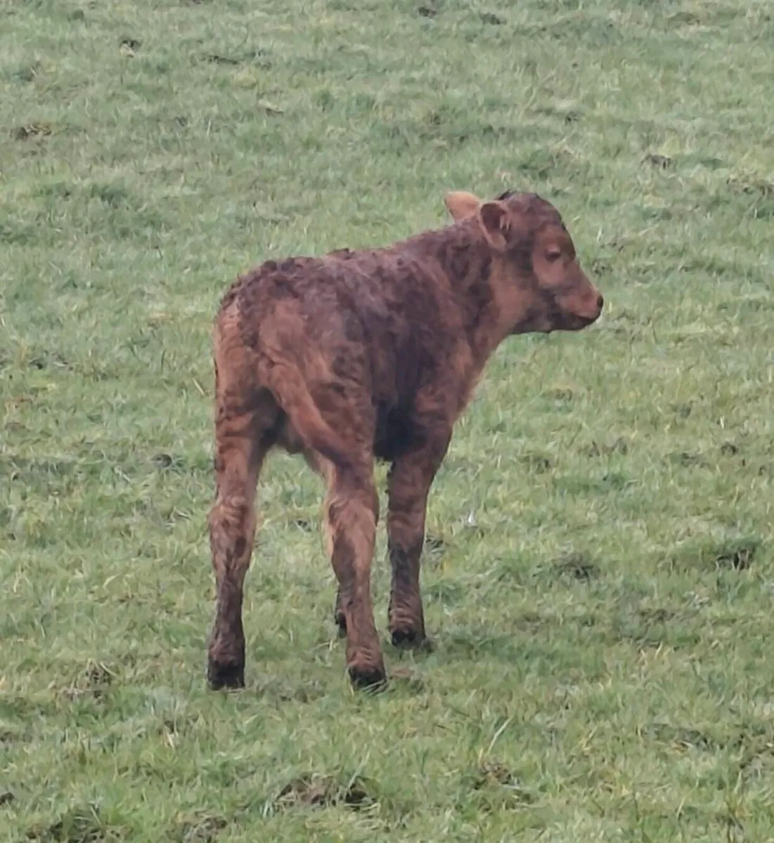Foster Bull Calf - Suckler Bred - Image 1