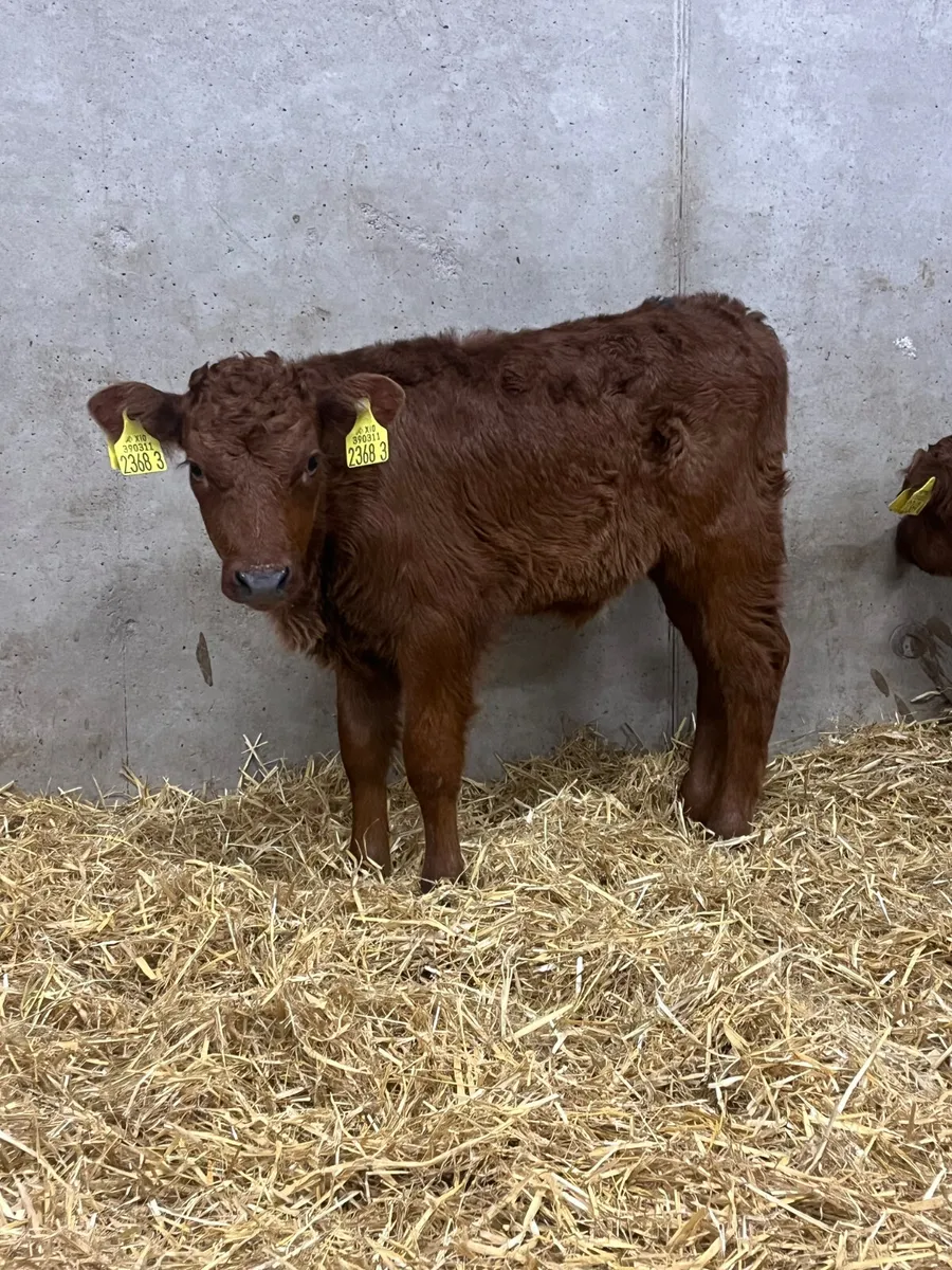 2 Red Limousine Heifer Calves - Image 3