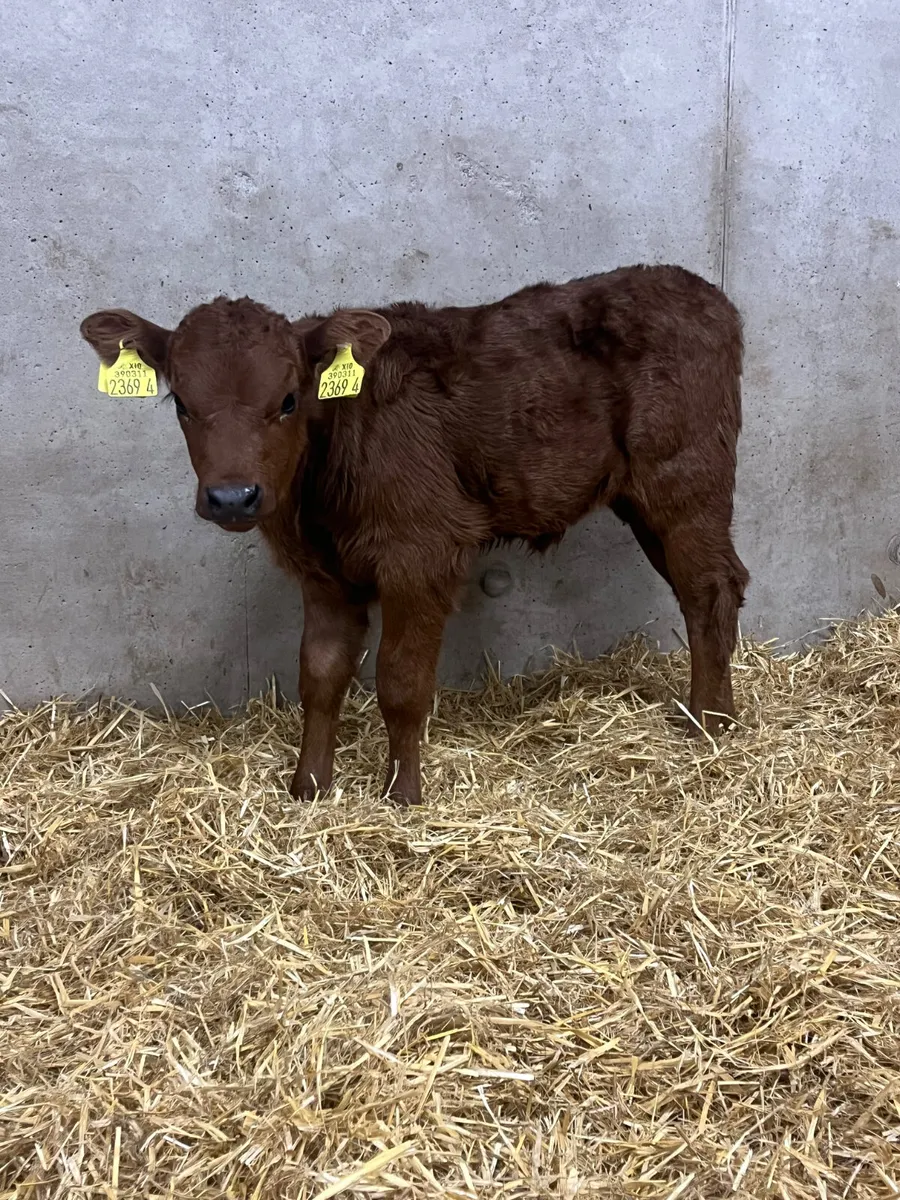 2 Red Limousine Heifer Calves - Image 2