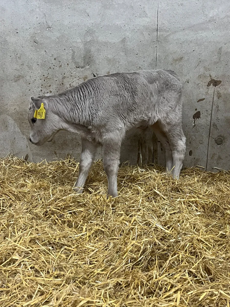 3 Charolais Bull Calves - Image 3