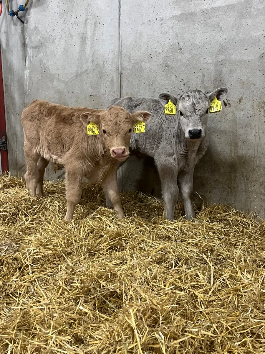 3 Charolais Bull Calves - Image 2