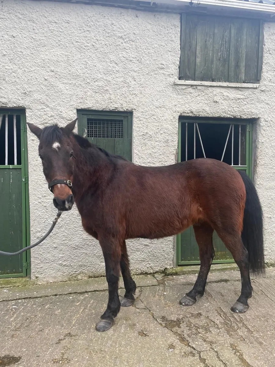 Riding horses - Image 1