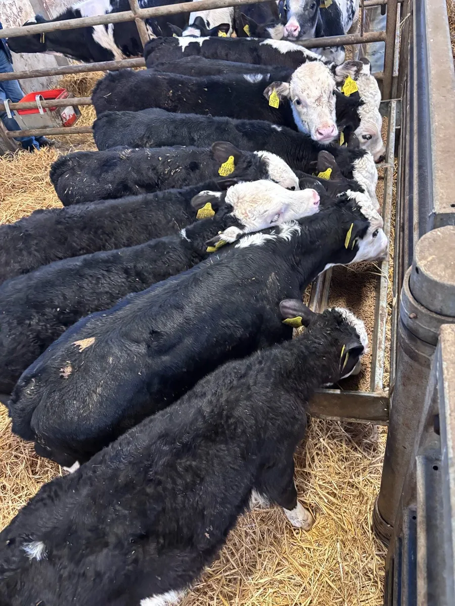 Hereford bulls - Image 1