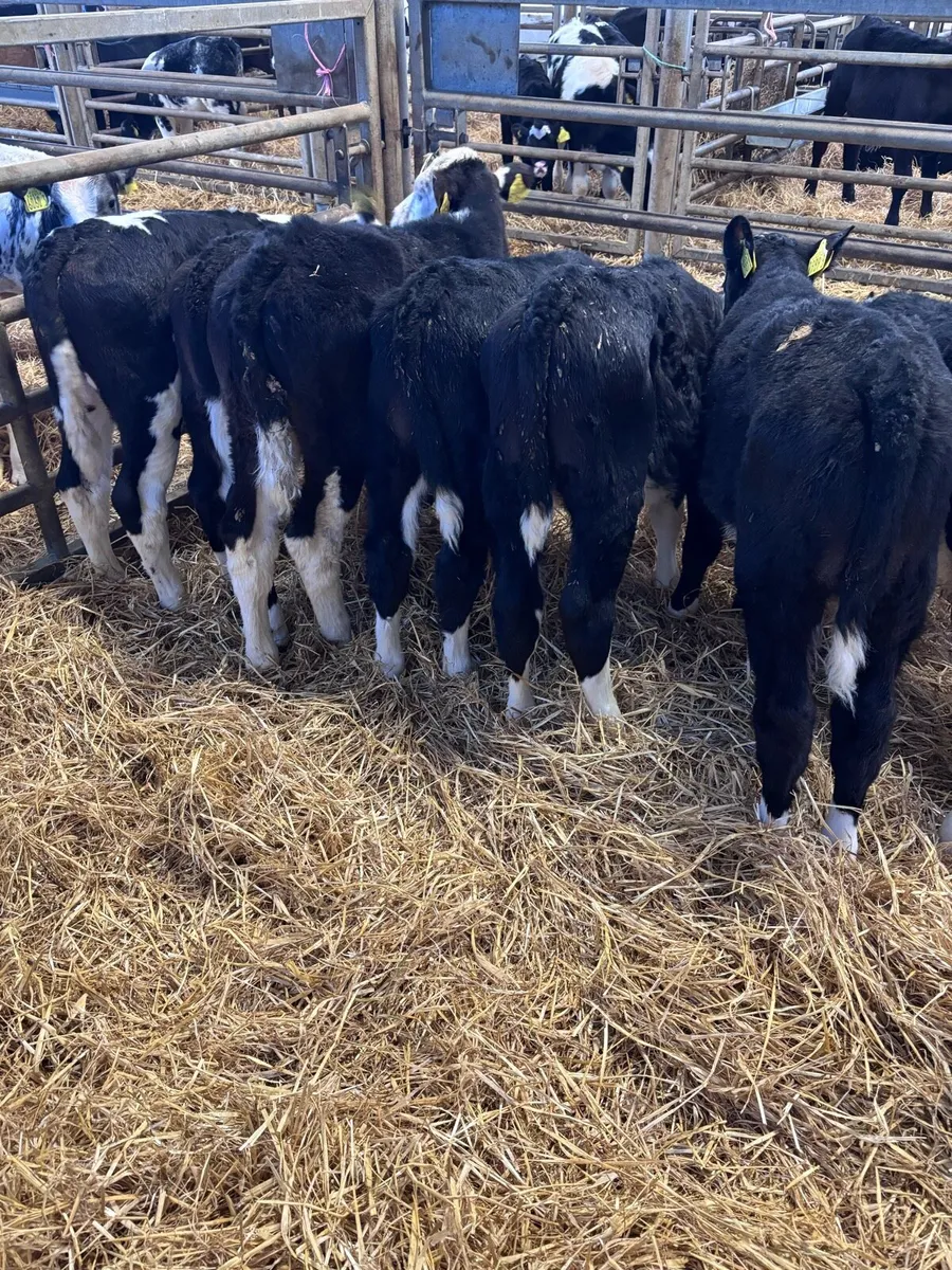 Hereford bulls - Image 3