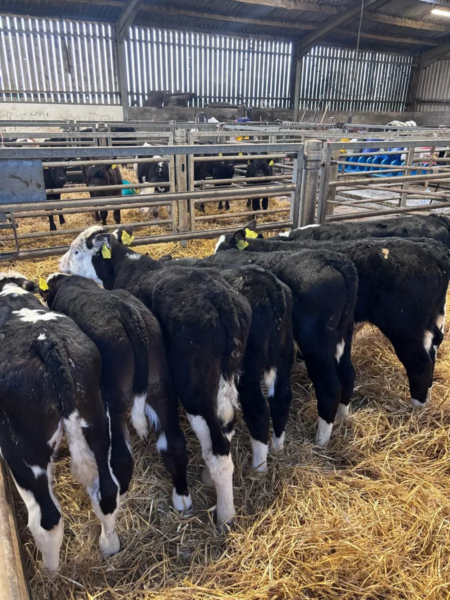 Hereford bulls - Image 4