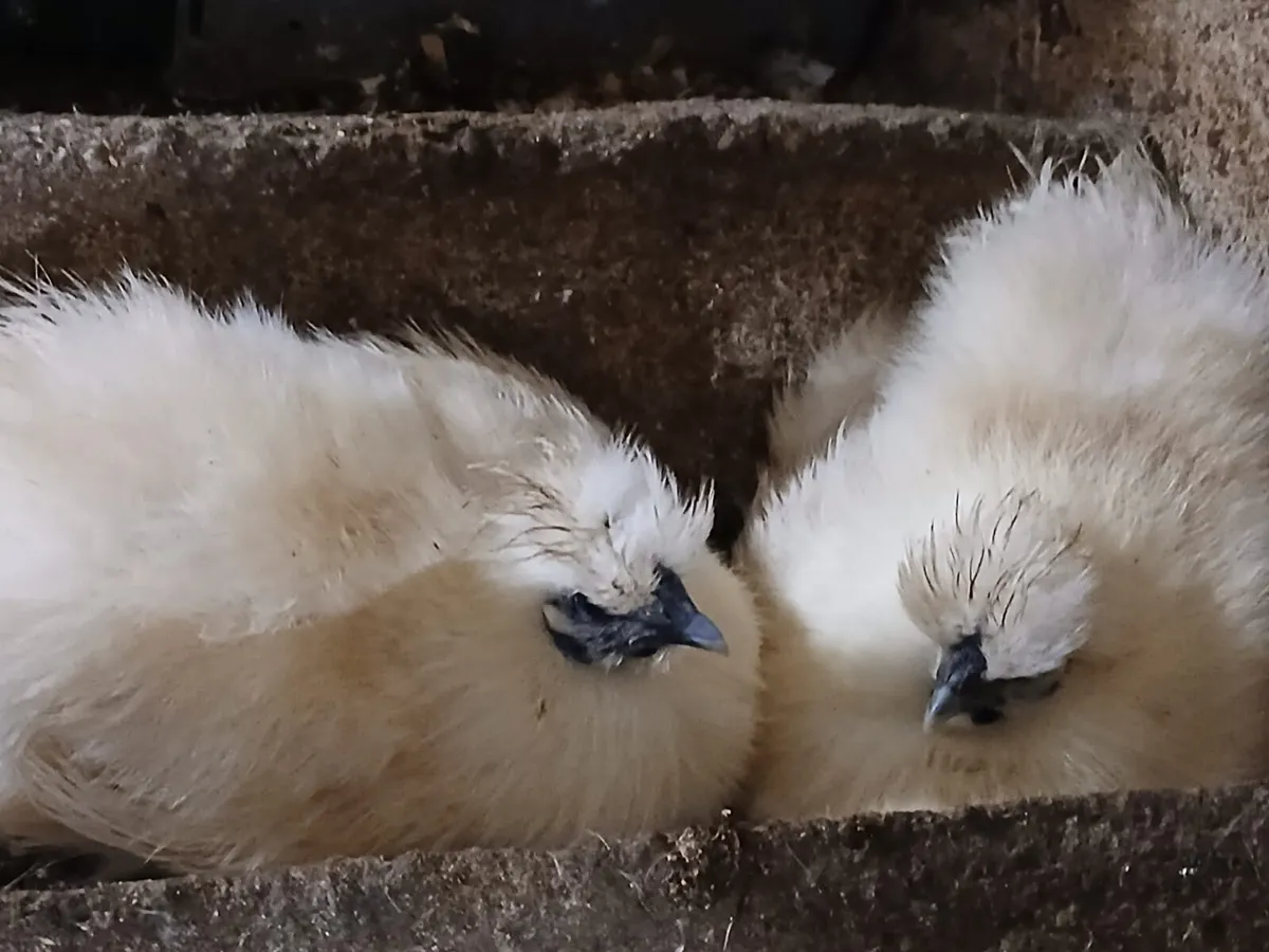 Day old white silkie and bantam chicks for sale - Image 2