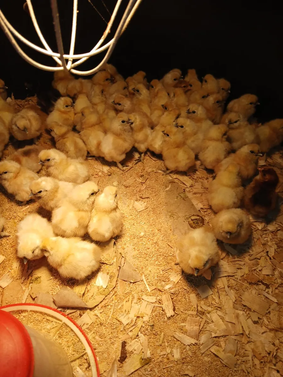Day old white silkie and bantam chicks for sale - Image 3
