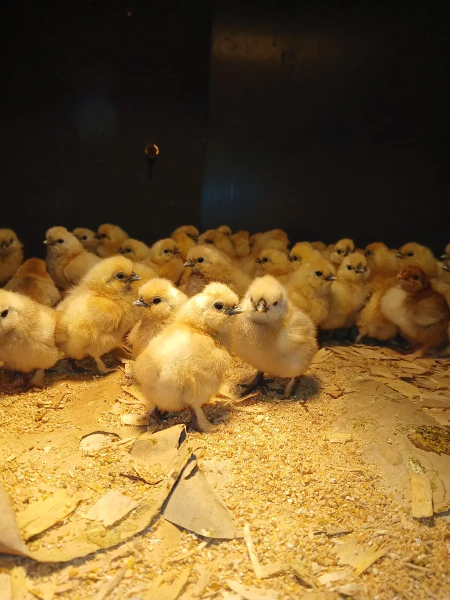 Day old white silkie and bantam chicks for sale - Image 1