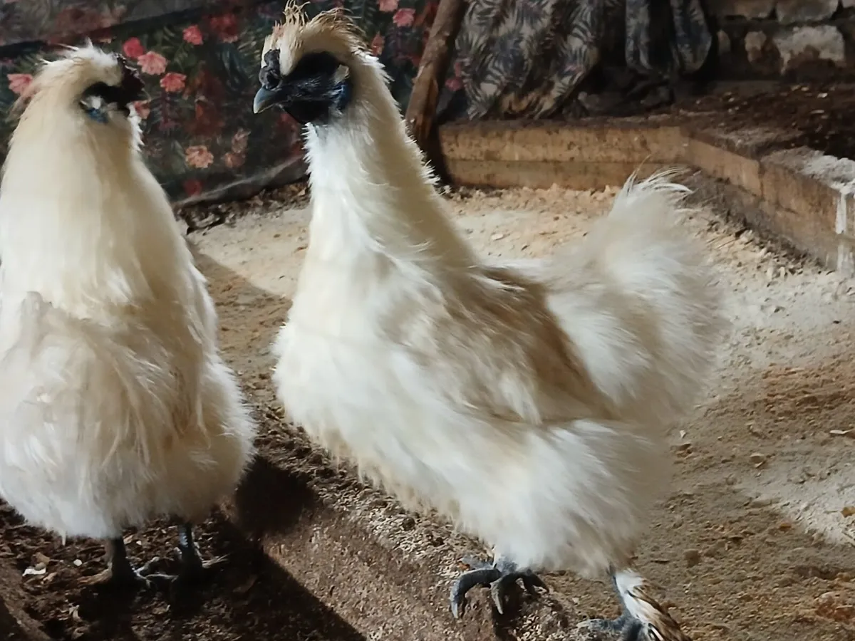 Day old white silkie and bantam chicks for sale - Image 4
