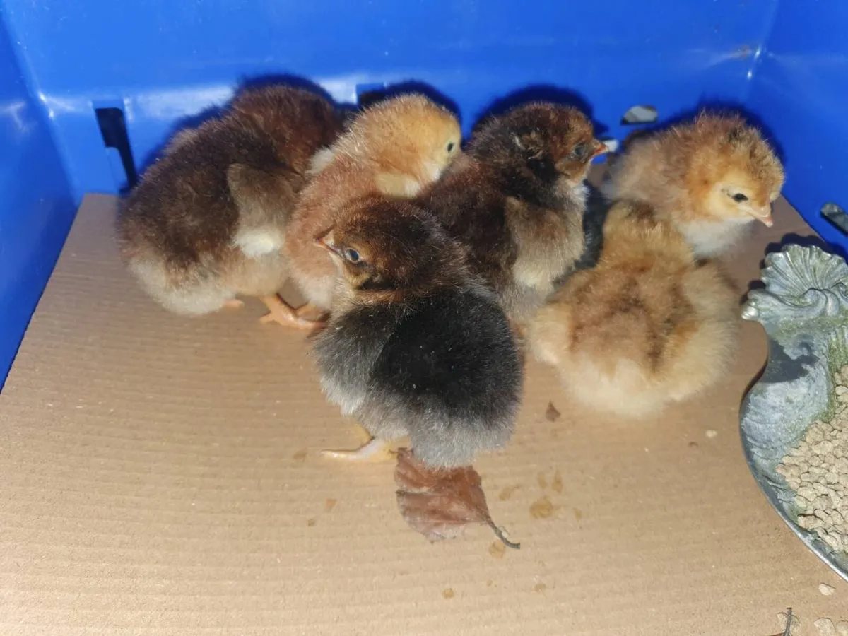 Day old chicks - Image 1