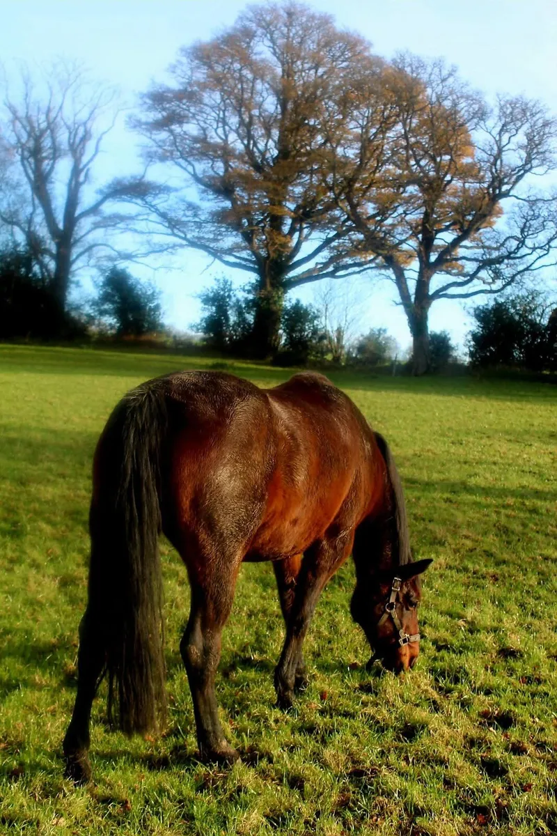 Mare in Foal - Image 1