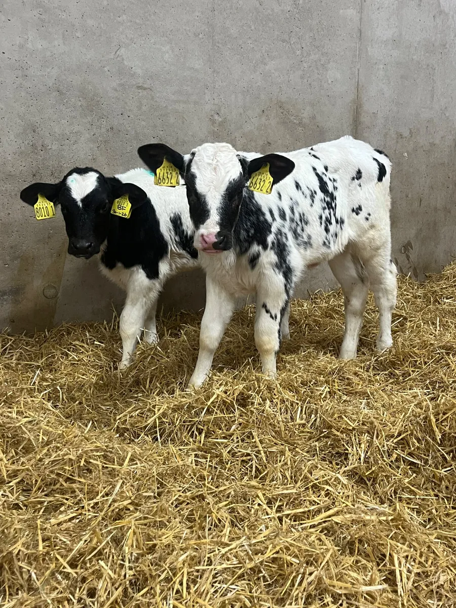 5 Belgian Blue Heifer Calves - Image 2