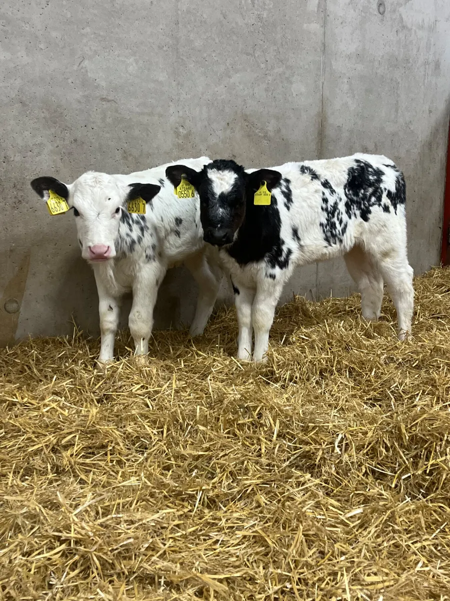 5 Belgian Blue Heifer Calves - Image 3