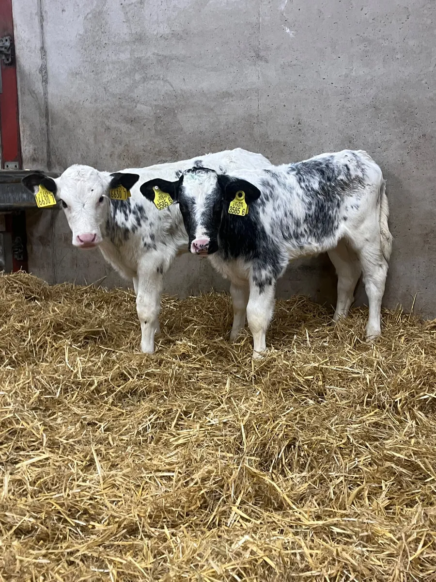 5 Belgian Blue Heifer Calves - Image 1