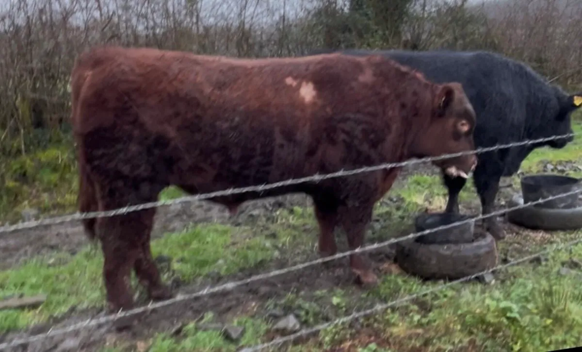 Pedigree Angus Bulls - Image 3