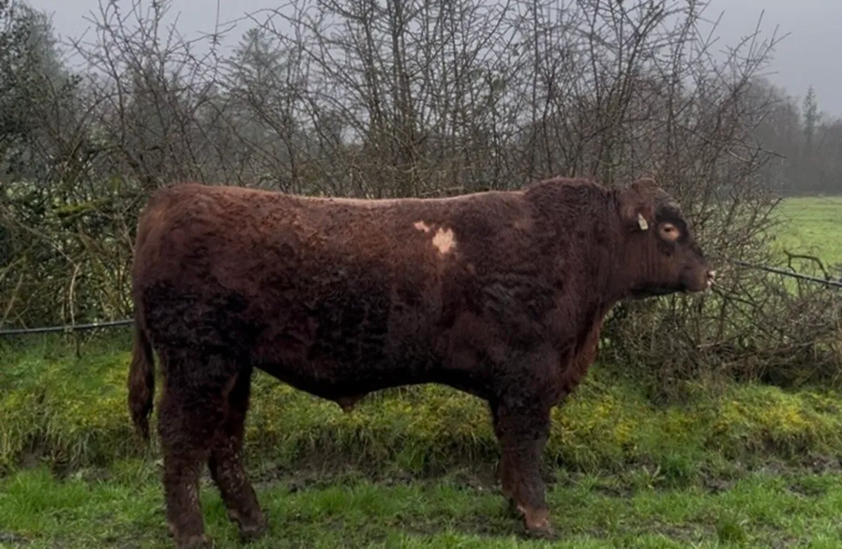 Pedigree Angus Bulls - Image 4