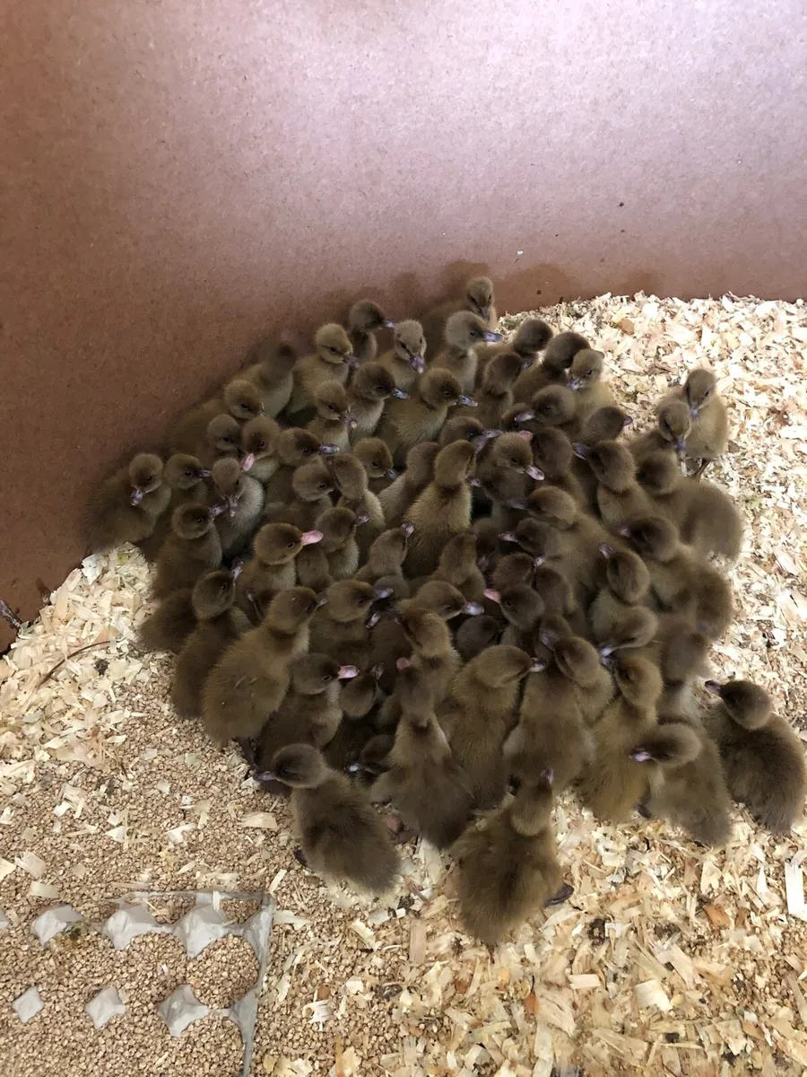 Khaki Campbell - Image 2