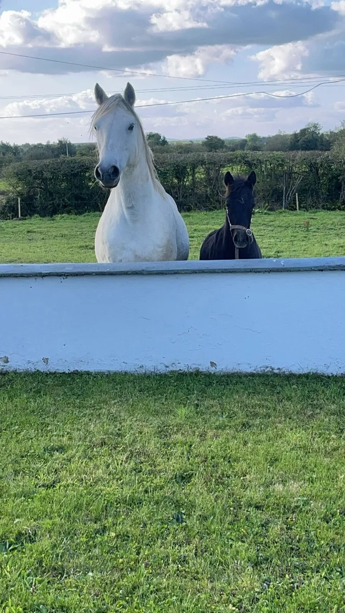 Class 1 Connemara Broodmare - Image 4