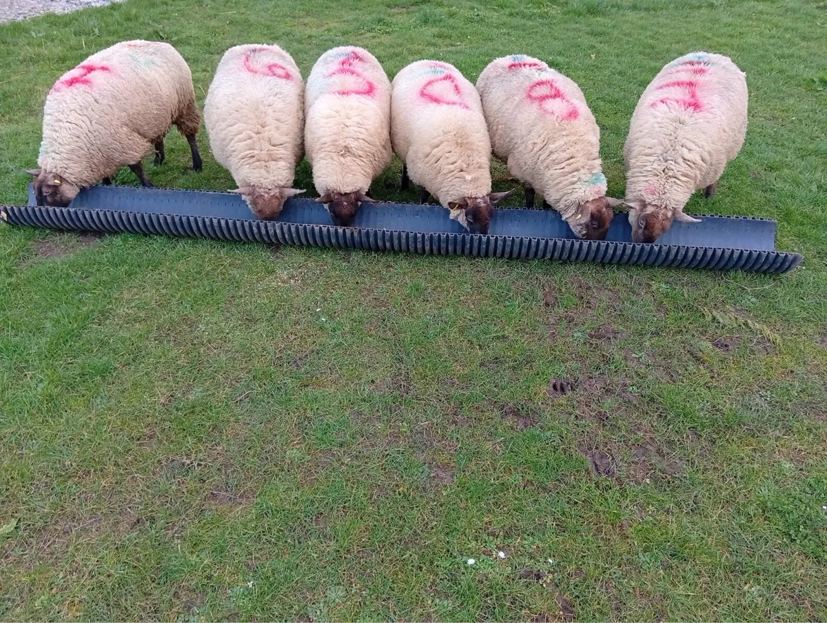 In-lamb Ewe lamb Hoggets - Image 1