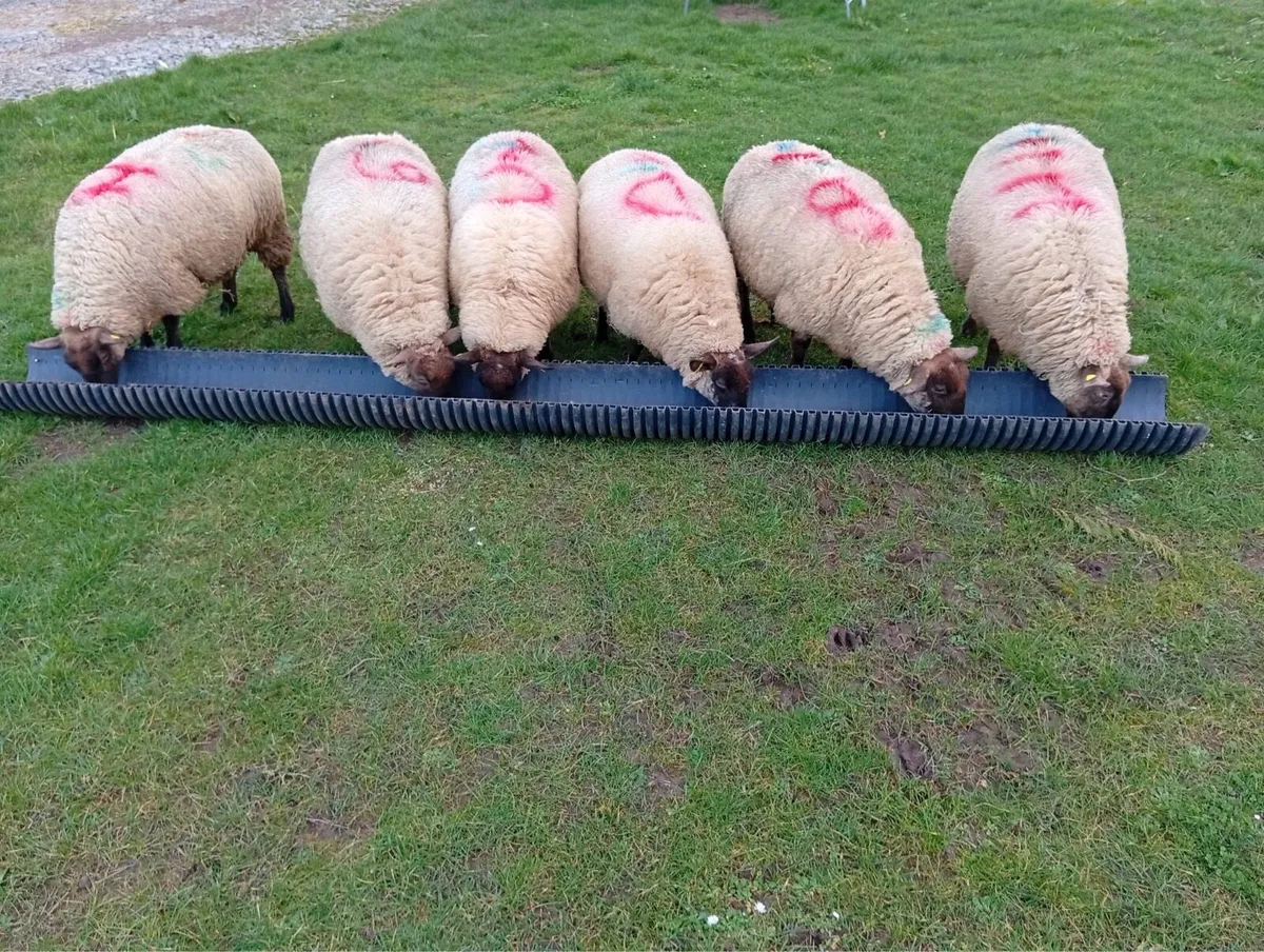 In-lamb Ewe lamb Hoggets - Image 2