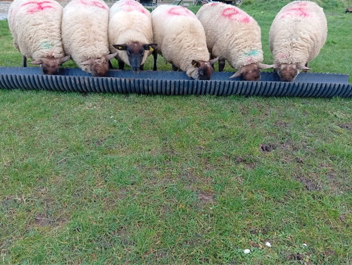 In-lamb Ewe lamb Hoggets - Image 3