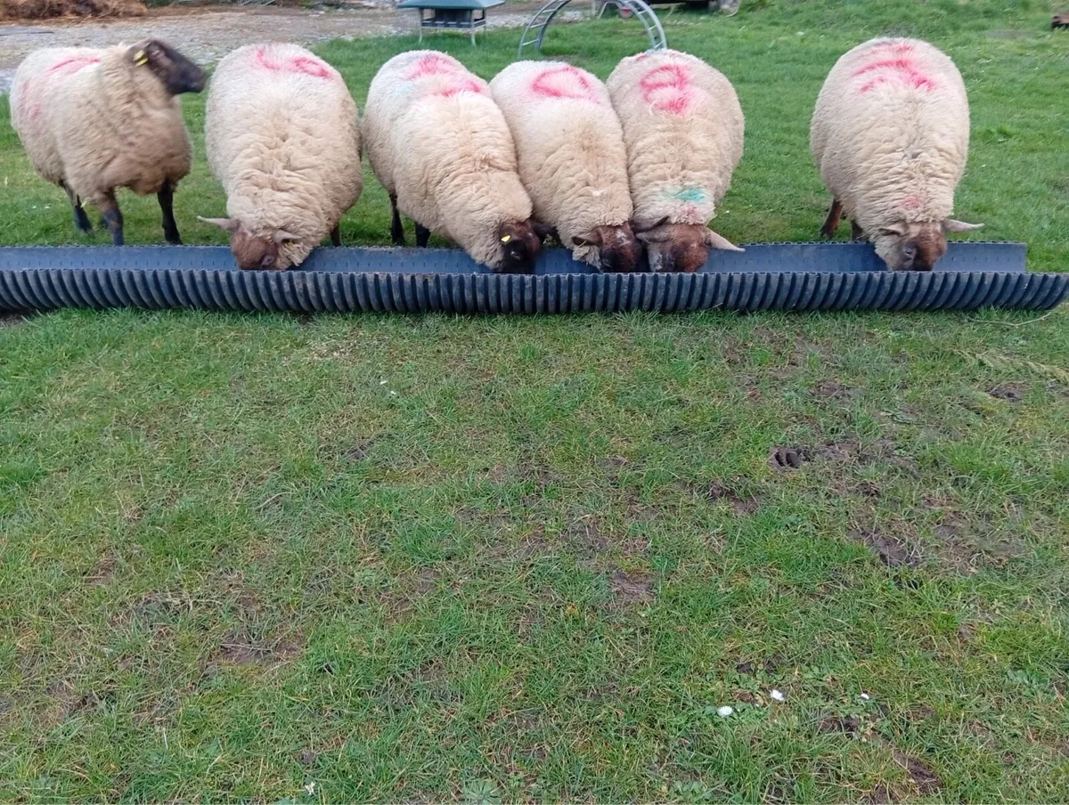 In-lamb Ewe lamb Hoggets - Image 4