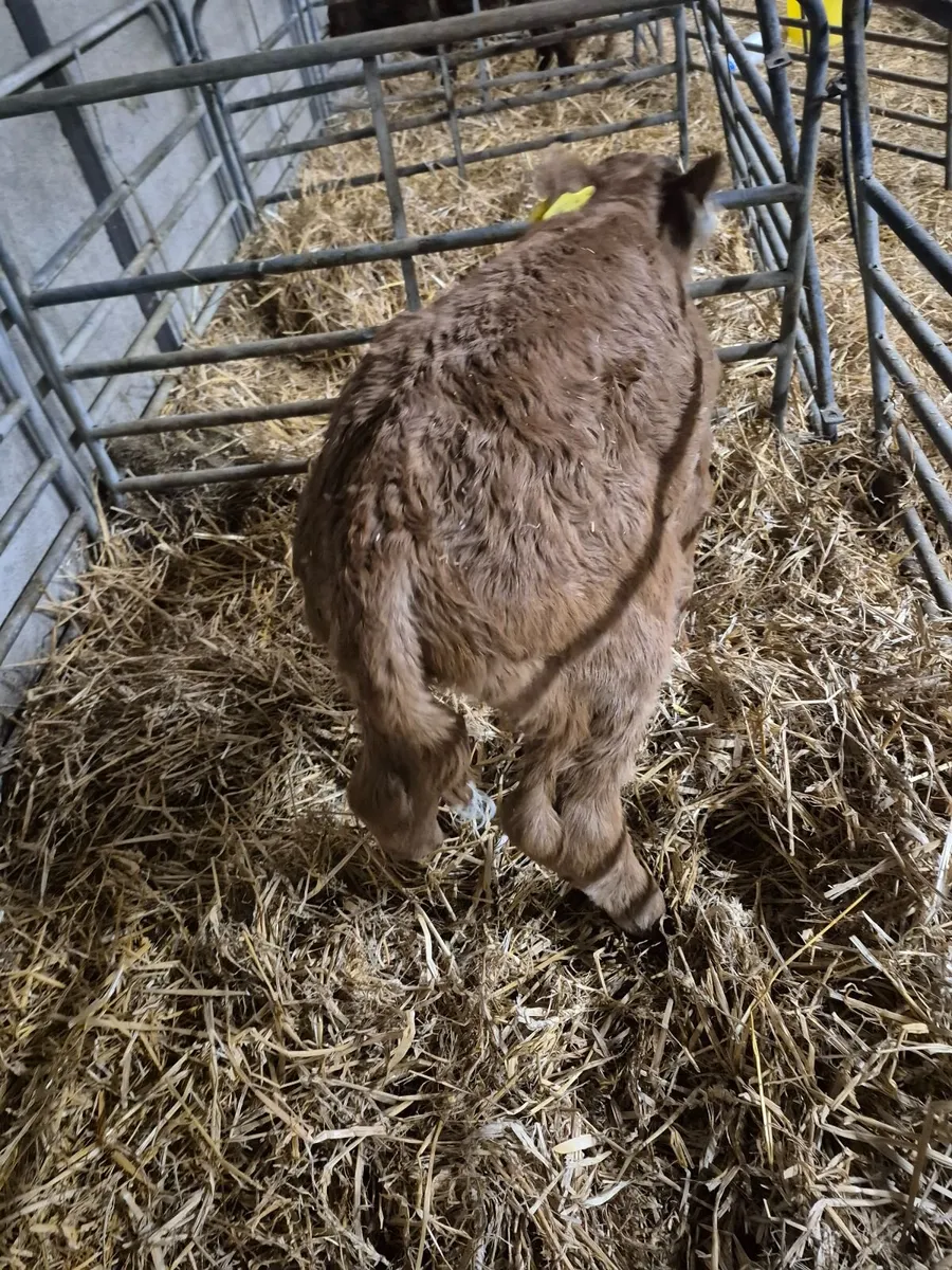 Calves - Image 2