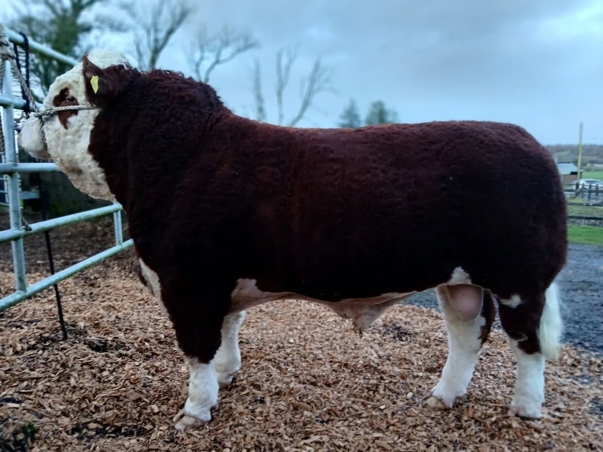 Simmental Bulls - Image 1