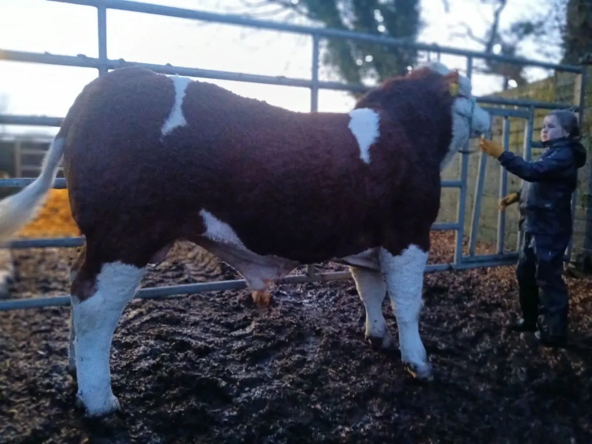 Simmental Bulls - Image 2