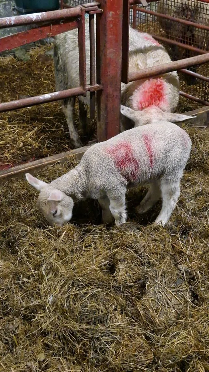 ***Strong foster lambs*** - Image 1