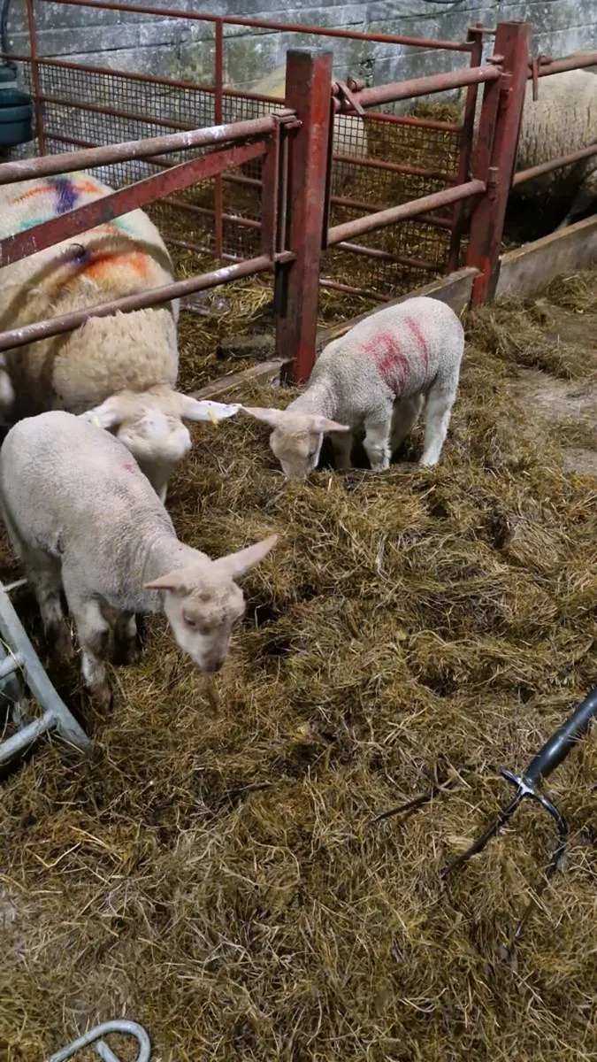 ***Strong foster lambs*** - Image 2
