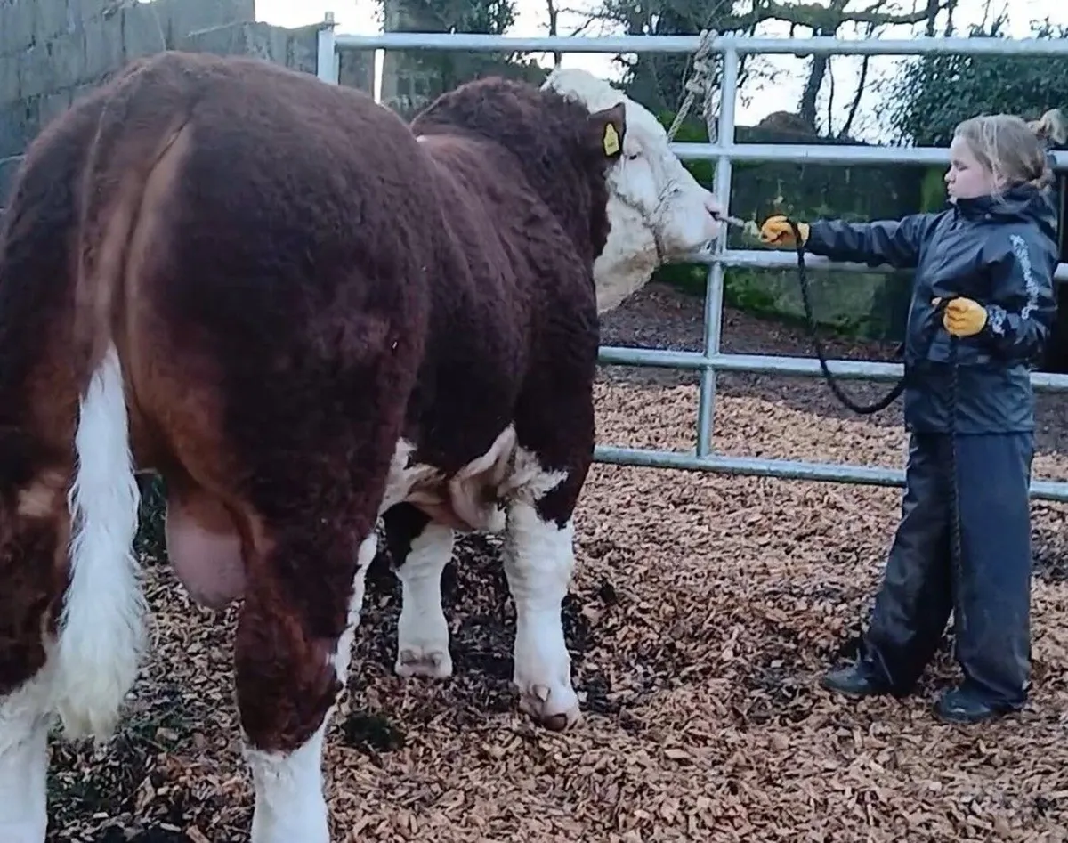 Simmental Bulls - Image 3