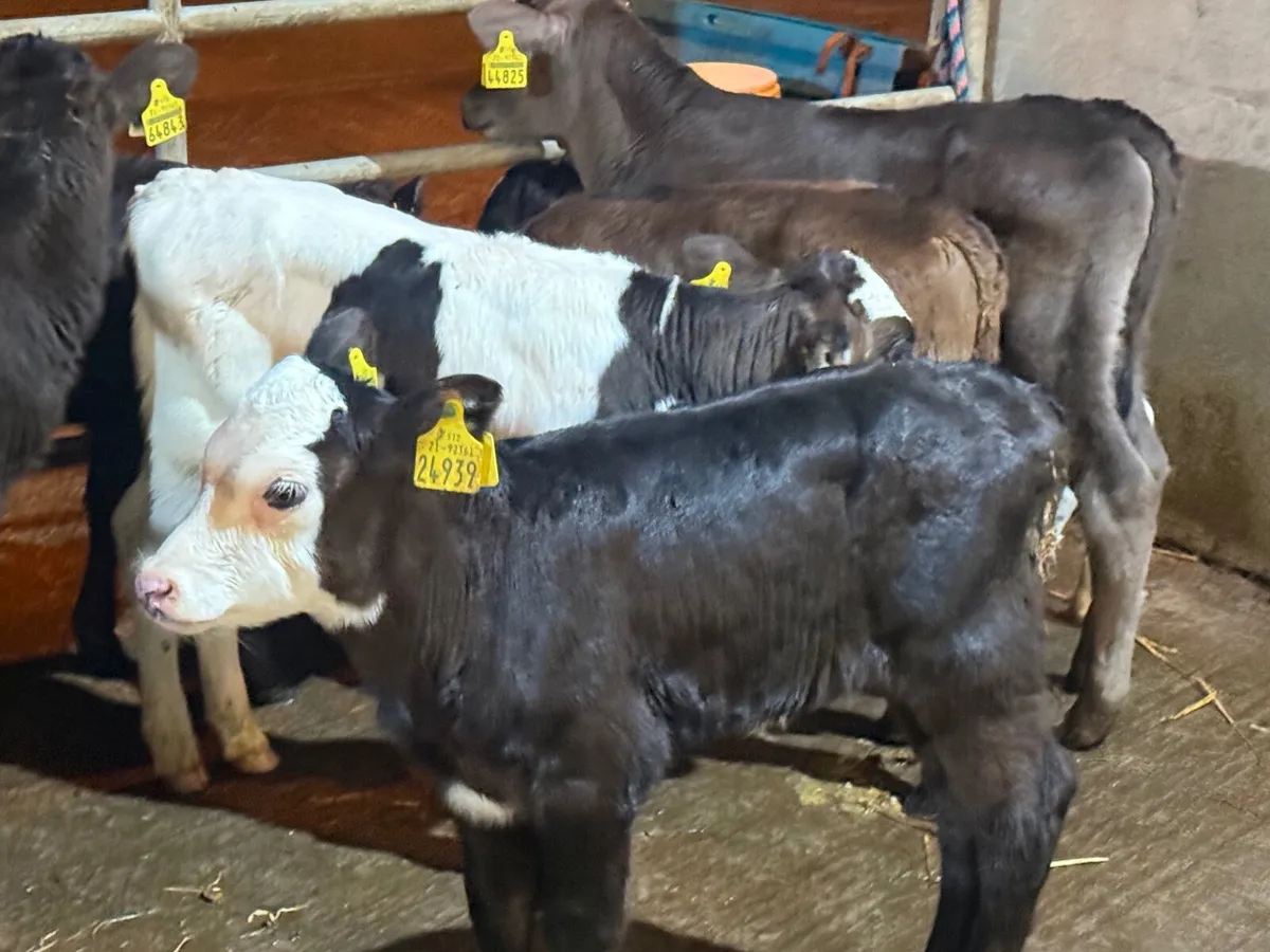 8 FRESION BULL & HEREFORD CALVES - Image 2