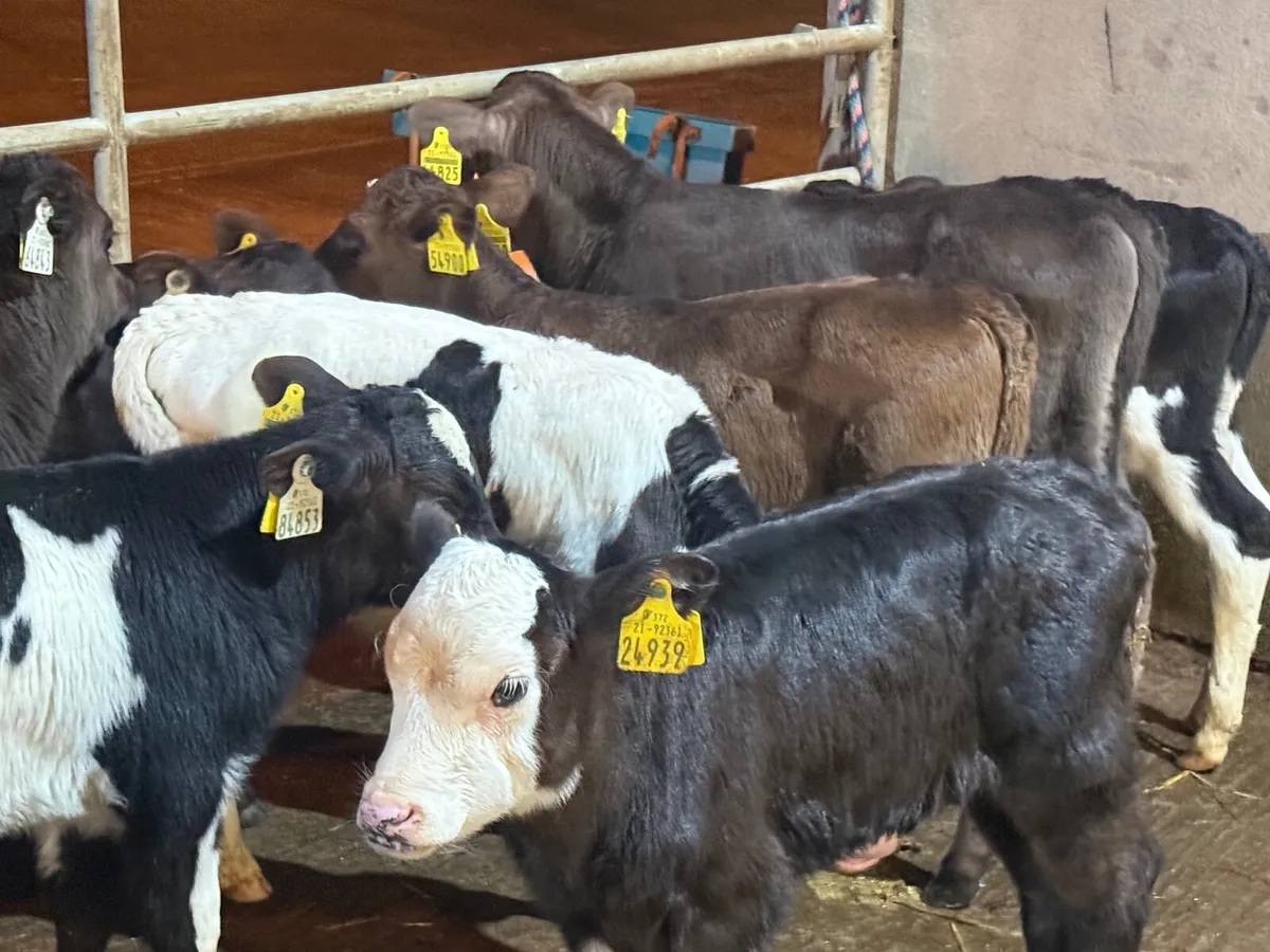 8 FRESION BULL & HEREFORD CALVES - Image 1